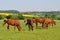 Group of purebred horses