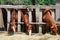 Group of purebred horses eating hay rural scene on animal farm