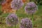 Group of Purple allium bulbs flower