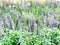 group of purple Angelonia flower