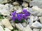 Group of purple blooming alpine toadflax (Linaria alpina) flowers