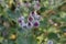 A group of purple burdock flowers