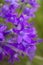 Group of purple campanula and sunlight