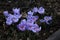 Group of purple crocus flowering in early spring