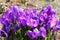 A Group of Purple Crocus Flowers 