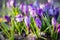 The group of purple Crocuses Crocus sativus flowering