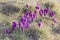 Group of the purple crocuses among the withered grass