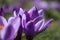 Group of purple crocusses in spring