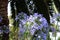 A Group of Purple Flowering True Blue Alliums