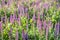Group of purple flowering Woodland sage or Salvia nemorosa plant