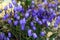 A group of purple flowers Campanula