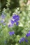 Group of purple flowers. Comfrey. Delphinium ajacis