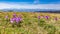A group of purple flowers Crocus scepusiensis blooming in early spring in a clearing, with a panorama of the Tatra Mountains in