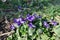 Group of purple flowers of dog violets in March
