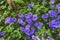 Group of purple flowers in a garden in summer. A vibrant bunch of cranesbill flowering plants contrasting in a green