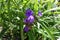 Group of purple flowers of Tradescantia virginiana