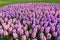 Group purple hyacinths.