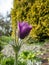 Group of purple spring flowers Pasqueflower (Pulsatilla) with yellow center