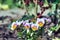 A group of purple and yellow pansy flowers in the spring