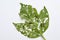 Group of Pyrrhalta viburni larvae damages viburnum leaf