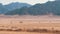 Group on Quad Bike Rides through the Desert in Egypt on backdrop of Mountains. Driving ATVs.