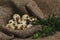 Group of quail eggs in a coarse linen nest and a green branch