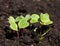 Group of radish sprouts