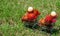 Group of rambutan on small cart on grass field in organic garden in countryside of Thailand.