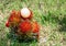 Group of rambutan on small cart on grass field in organic garden in countryside of Thailand.