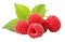 A group of raspberries with leaves