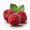 A Group of Raspberry Fruits,  on White Background - Generative AI