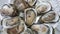 Group of Raw Fresh close up giant open oysters in a Shell serving on the white plate, Freshness seafood from fishery boat