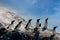 A group of Razorbills Alca torda standing on a cliff at Runde bird Island