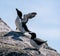 A group of Razorbills Alca torda standing on a cliff at Runde bird Island