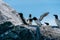 A group of Razorbills Alca torda standing on a cliff at Runde bird Island