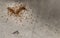 Group of red ants attack and eating dead earthworm on old cement floor