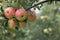 A group of red apples on a branch