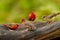 Group of Red Avadavat(Amandava amandava)