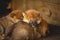 Group of Red Beautiful Shiba Inu puppy sleeping together in the crate