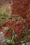 Group of Red Beetles Crawling on Rocks