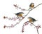 Group of Red-billed Leiothrix perched on a Japanse cherry branch
