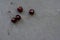 Group of red dark cherries in the corner of grey stone textured backdrop.
