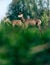 Group of red deer females in meadow.