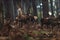 Group of red deer hinds in autumn pine forest.