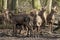 Group of Red Deer hinds in winter coat