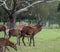 Group of red deer, including male with antlers and female hinds, photographed in autumn rain in countryside in the New Forest.