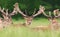 Group of red deer stags with velvet antlers in summer