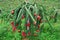 Group of red dragon fruits on tree in a plantation. 