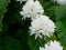 Group of Red dwarf Honey bee on Robusta coffee blossom on tree plant with green leaf with black color in background.