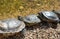 Group Red-eared slider resting on the shore